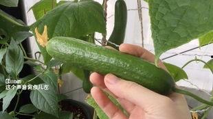 明天摘瓜吃,共享甜蜜时光