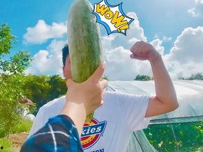 今年是吃瓜年吗,吃瓜年，娱乐圈风云再起