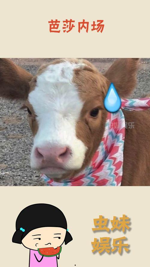 抖音吃瓜吵架,网络舆论的狂欢与争议