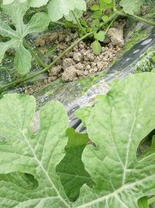 棚瓜叶可以吃吗