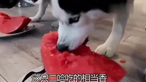 渣渣君吃瓜,揭秘娱乐圈幕后真相