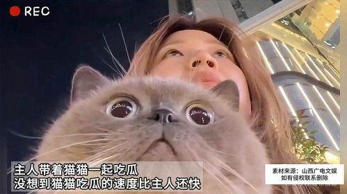 猫咪没吃瓜,揭秘不吃瓜的喵星人秘密