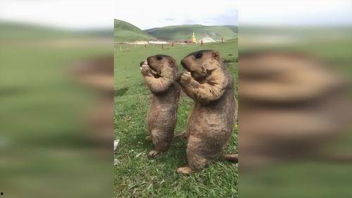 草原的特殊吃瓜群众,揭秘他们的独特生活与趣味