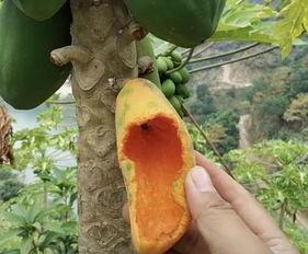 被鸟吃的瓜,一场自然界的美食奇遇