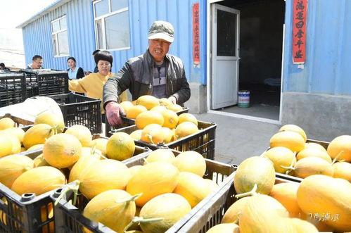 河套吃瓜,探寻瓜乡的独特魅力