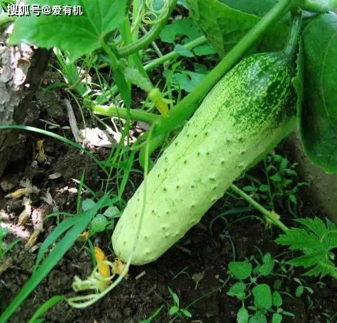 东北人吃小瓜,小瓜的独特魅力