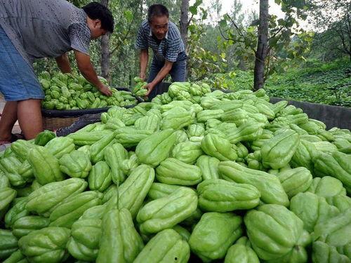 吃尖佛手瓜种,开启绿色健康生活新篇章