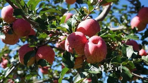 蓝胖子吃瓜,一场趣味横生的美食冒险之旅