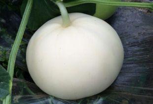 喝酒加吃梨瓜,养生解酒新体验