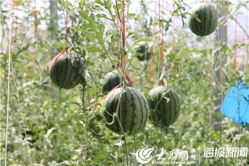 鲁山吃瓜事件视频,一场引发热议的网络狂欢