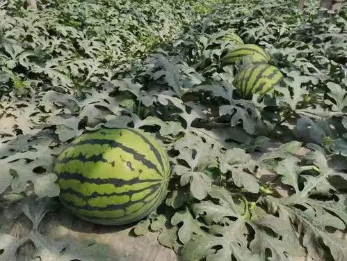 寿光恶心吃瓜事件,一场引发社会热议的食品安全风波