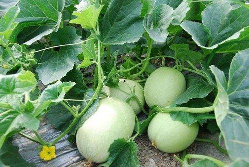 秋季不宜吃瓜吗,揭秘为何不宜多吃瓜果