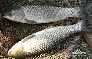 草鱼吃瓠瓜吗,探索鱼类营养新选择