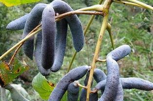 猫屎瓜干怎么吃,独特风味，多样食法探索