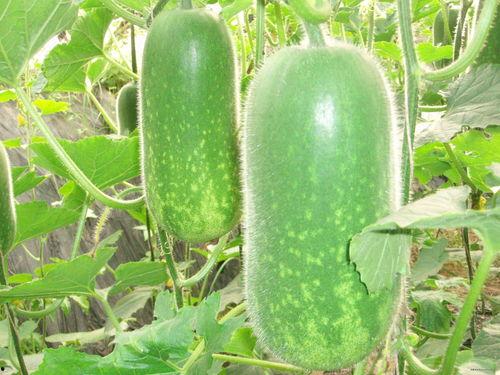 大远吃瓜录屏,揭秘娱乐圈幕后故事