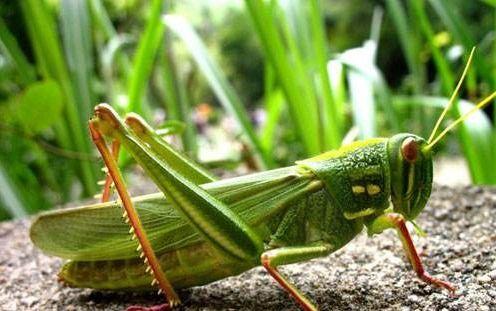 蝈蝈吃瓜,蝈蝈的夏日瓜果盛宴