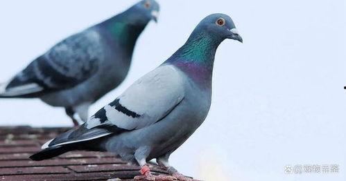 饼干鸽鸽吃瓜,饼干鸽鸽的瓜界探险记