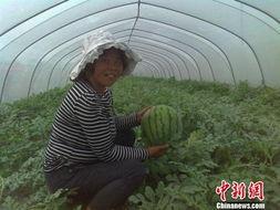 江苏农林吃瓜妹,揭秘校园美食背后的故事