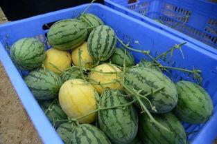 吃瓜的群黄,揭秘网络社交背后的趣味与争议