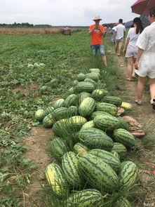 阳光明媚吃瓜,夏日里的悠闲时光