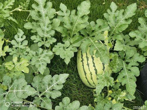 任意门吃瓜大户,揭秘网络热点的幕后推手