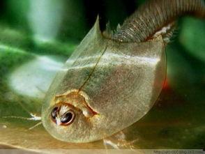 瓜哥吃瓜奇怪的鱼视频,揭秘吃瓜达人挑战奇怪鱼种大冒险