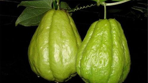 小孩吃佛手瓜好处,佛手瓜，助力健康成长