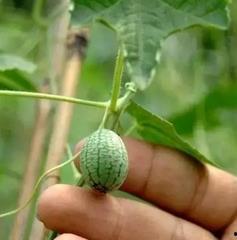 吃瓜指的是吃西瓜吗,揭秘“吃瓜”一词的西瓜起源与演变