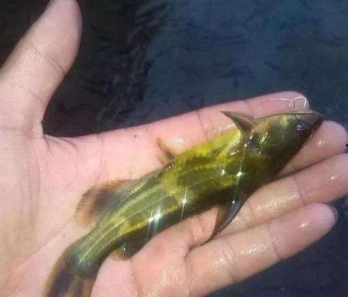 玛丽鱼吃小瓜虫,生态链中的微妙平衡