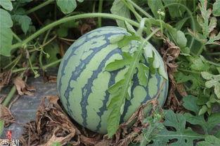 吃瓜都堵的人,揭秘人生百态中的酸甜苦辣