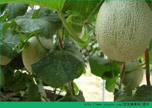 吃瓜了哈密瓜会胖吗,吃瓜真的会胖吗？