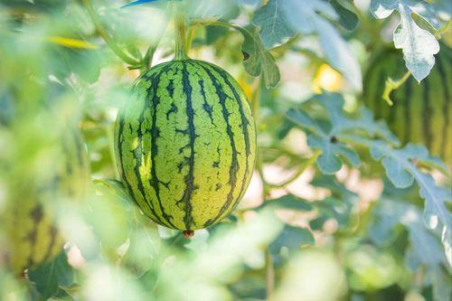 吃瓜的好去处,揭秘吃瓜好去处